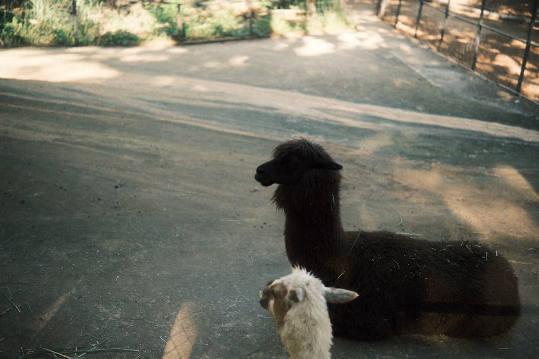 Dark woolly animal resting on concrete next to a small white animal, light falling across the pen
