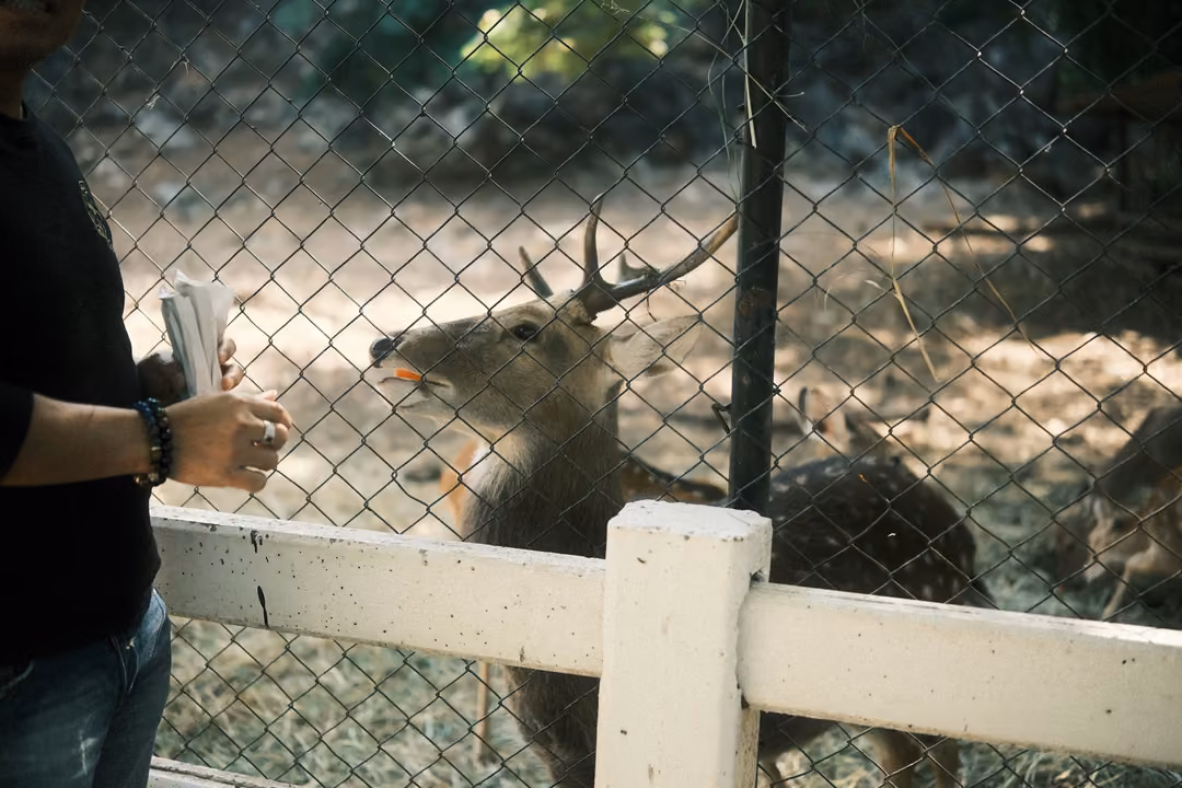 Antlered deer reaching for food held by a visitor's hand through a chain-link fence and white rail