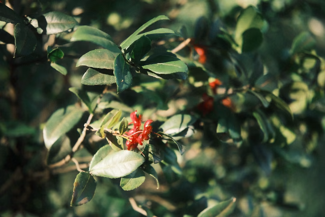 Close view of dark green leaves with clusters of small red flowers in deep shade