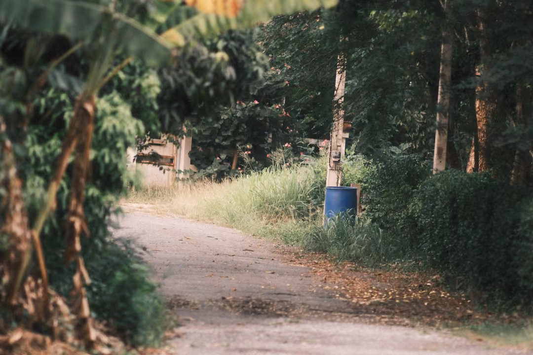An empty lane between banana plants and dense trees, a blue barrel and tall grass at the side.