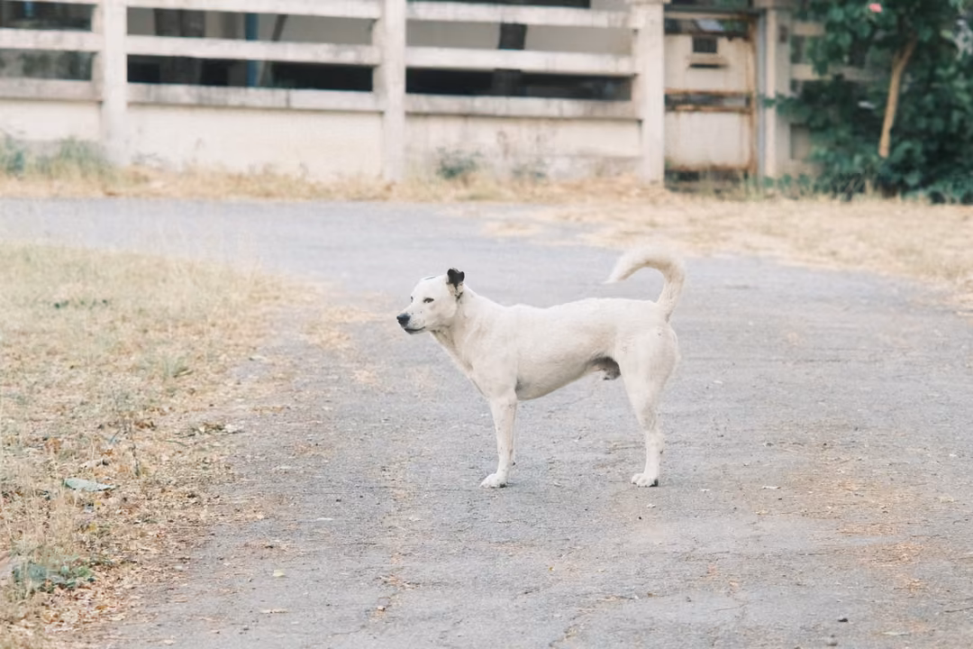 White dog with a curled tail standing on a pale road in front of a long white concrete fence