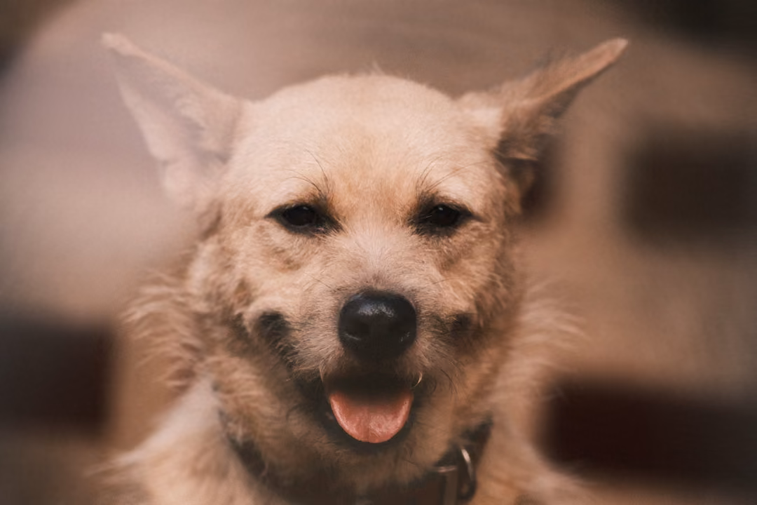 The same tan dog facing forward with ears spread wide and tongue out, wall blurred behind.