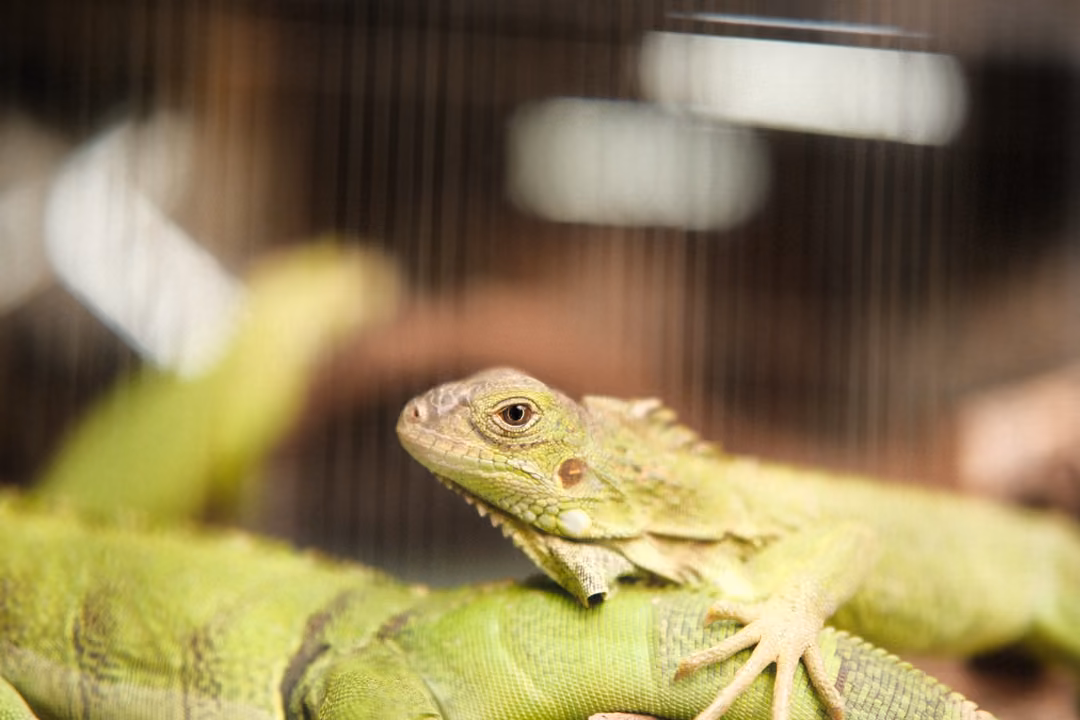 Green iguana resting its chin and claws on the back of another iguana, with blurred cage bars behind