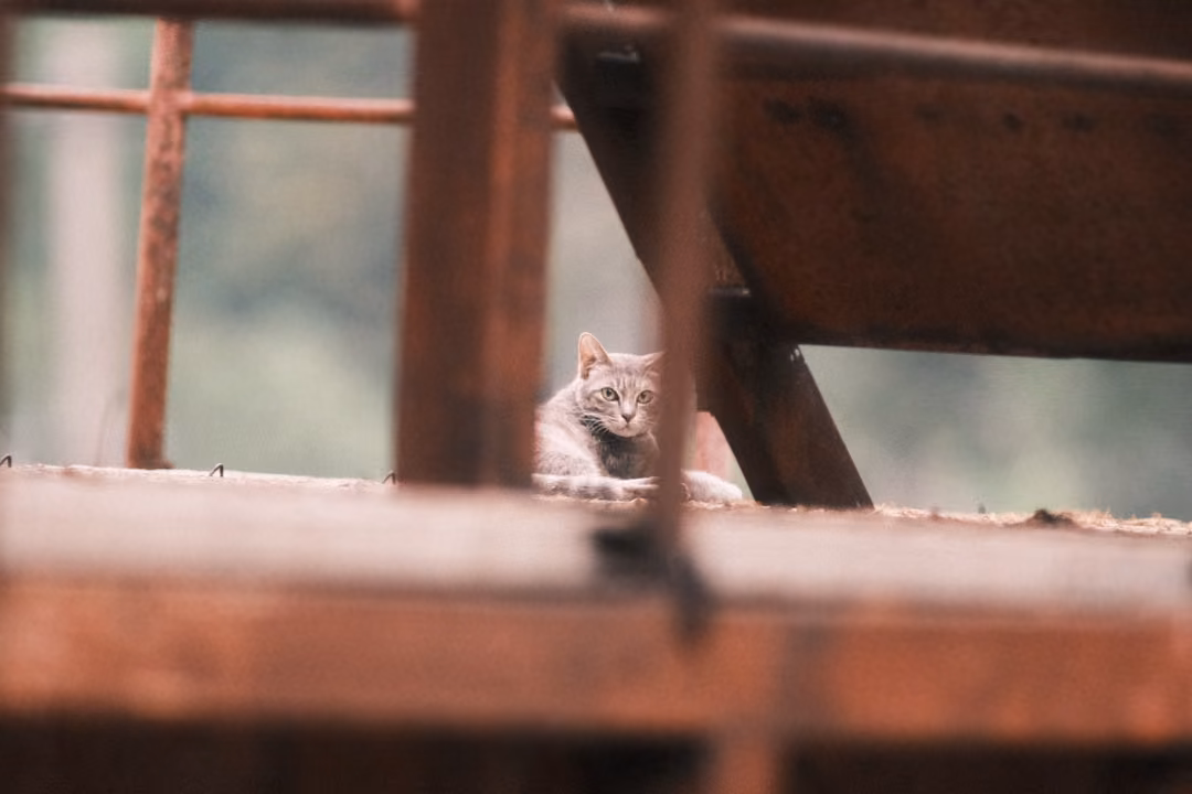 Grey tabby cat resting on a rusty platform beneath a slanted staircase, looking straight ahead