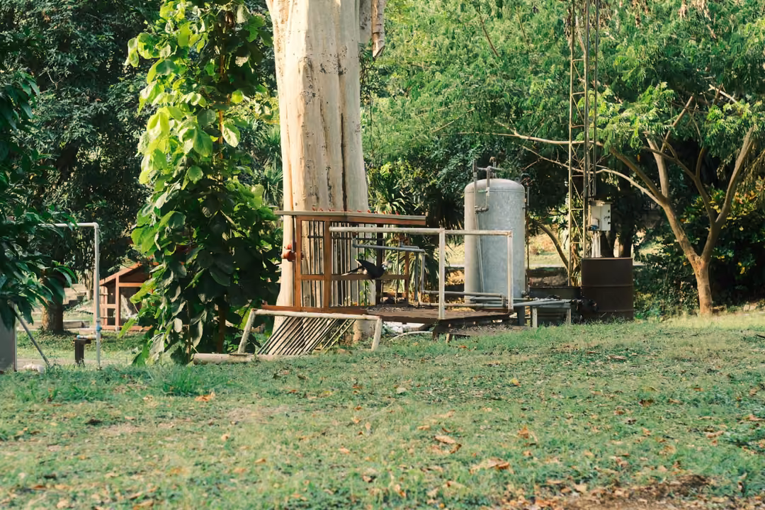 A pale tree trunk with a climbing vine beside a grey gas cylinder and a wooden platform with railings on a lawn.