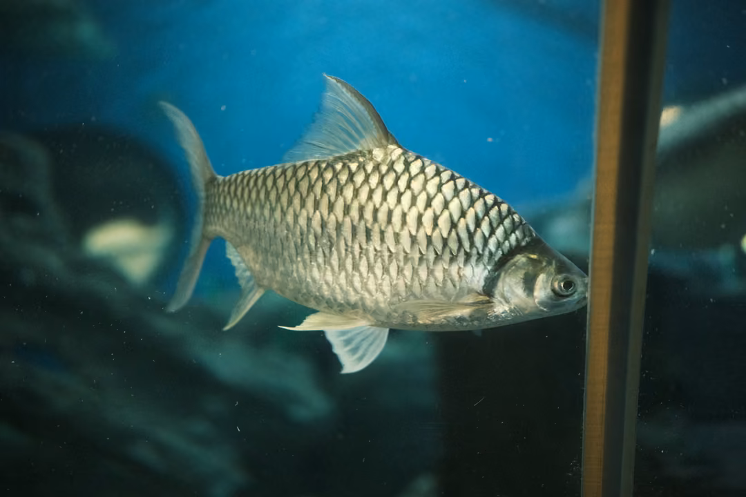A large silver fish with big scales swimming beside a vertical pole in blue water