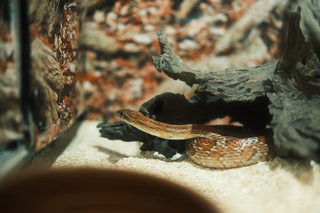 An orange and cream patterned snake coiled beneath a twisted branch on pale sand