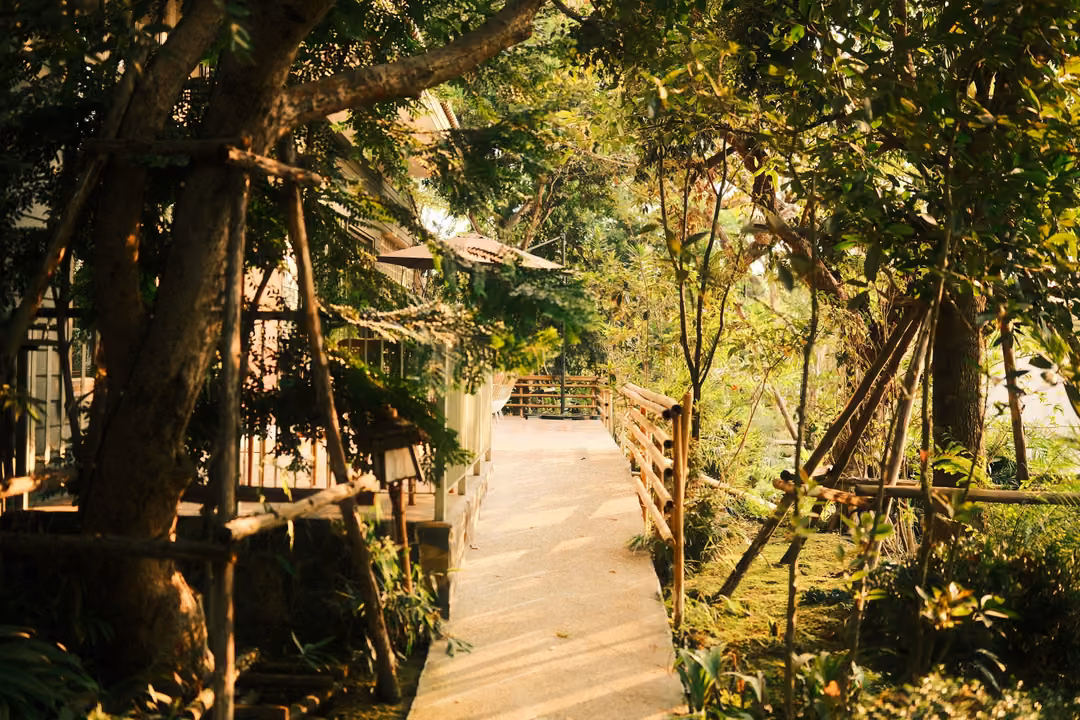 Wooden boardwalk leading through dense trees with young trunks held by wooden supports, warm late light