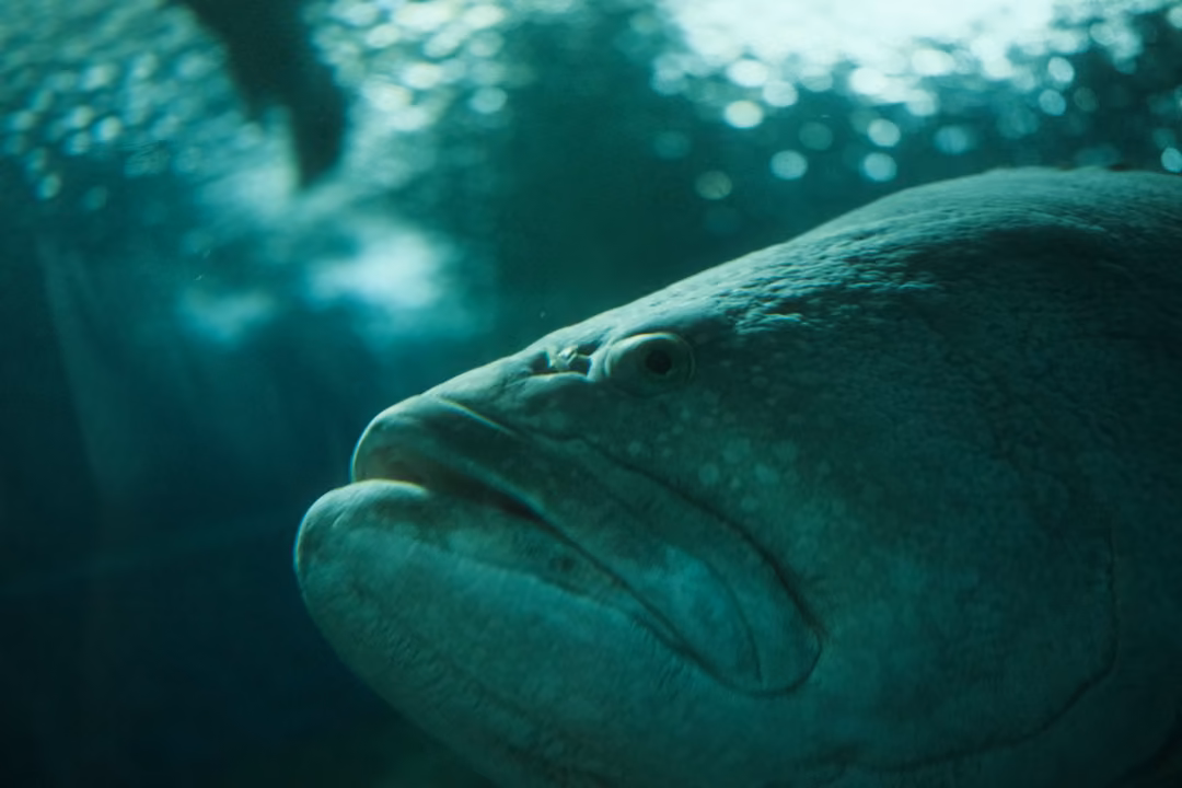 Close view of a huge grouper's head and thick lips, its body filling the frame in green water