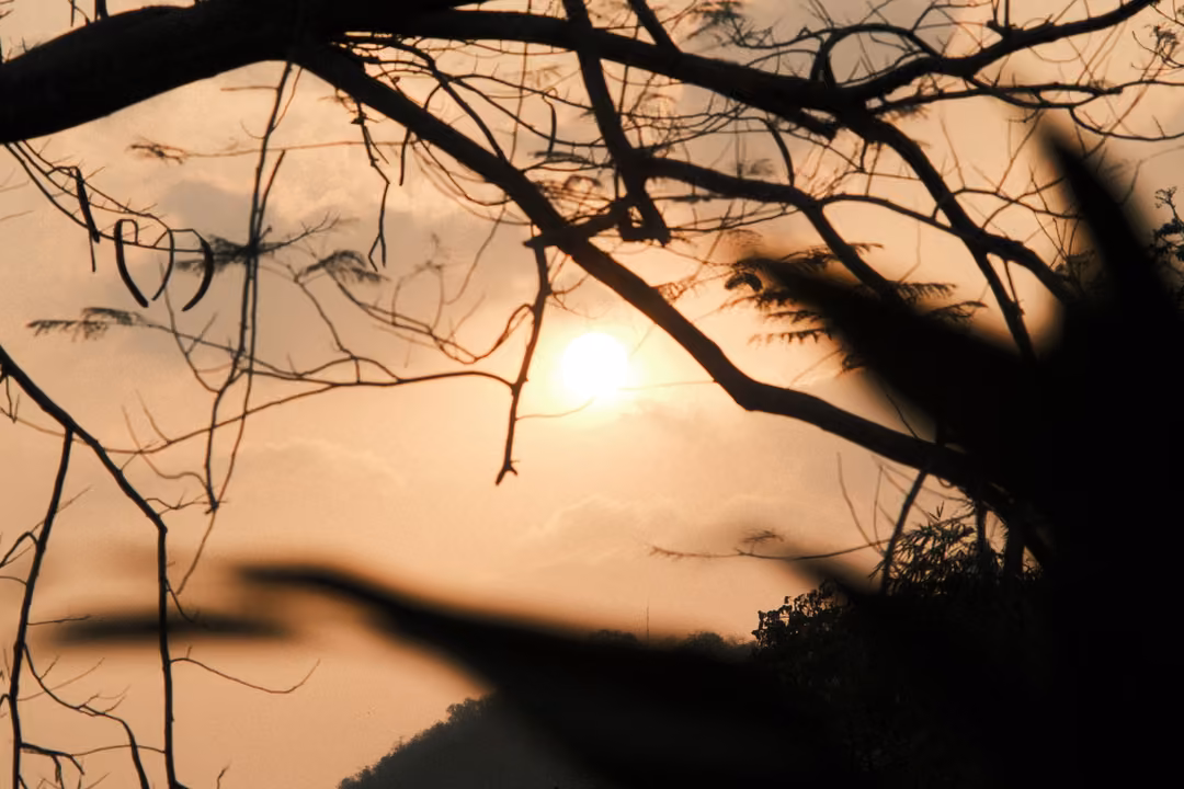 Hazy orange sun low in the sky behind bare branches, dark blurred leaves in the foreground