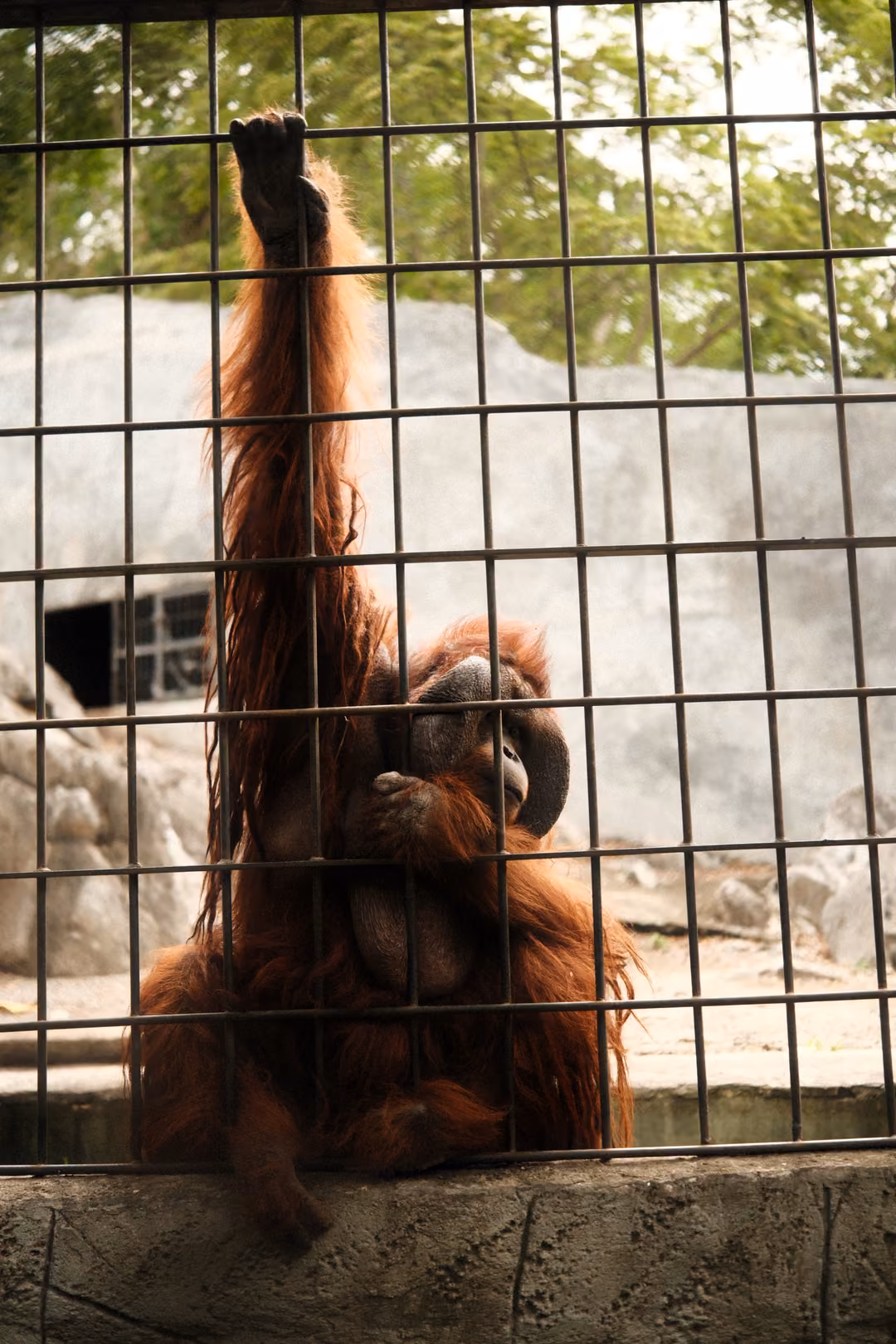 Orangutan sitting against a wire fence with one long arm raised to grip the mesh above