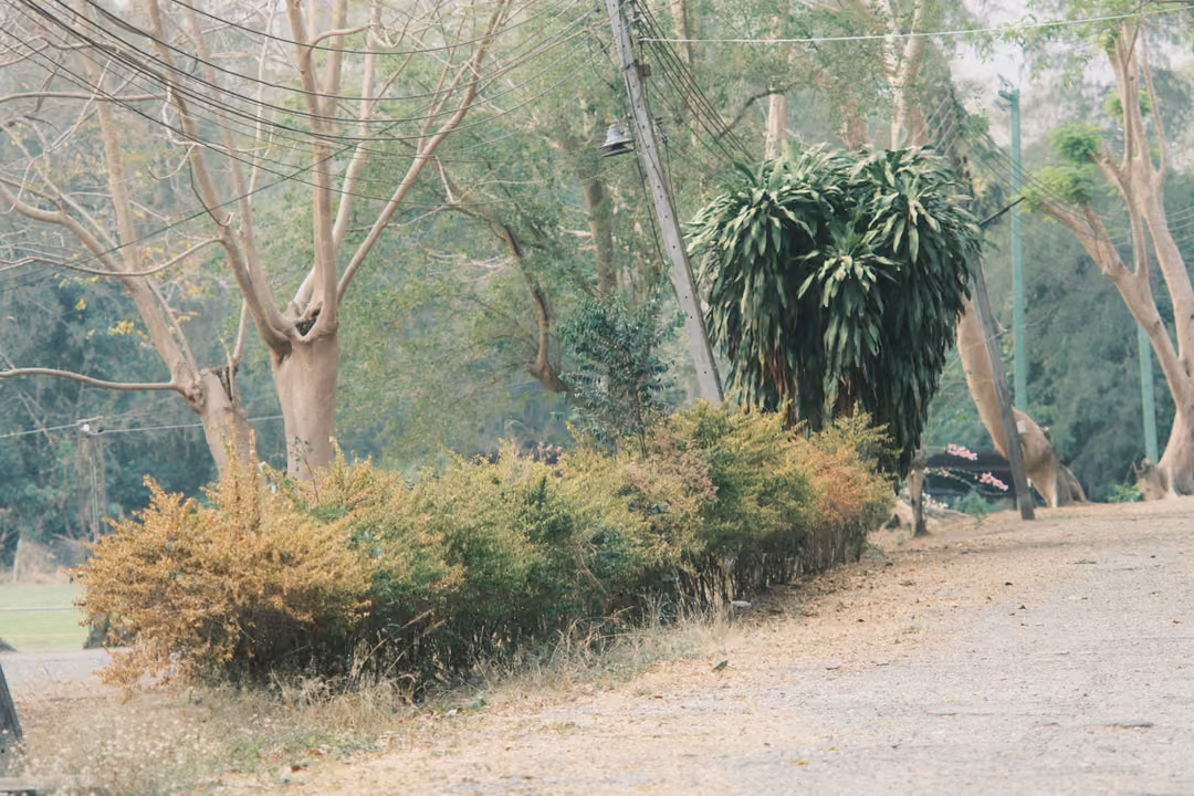 Dirt road lined with dry shrubs, a spiky green plant and bare pale trees under overhead wires