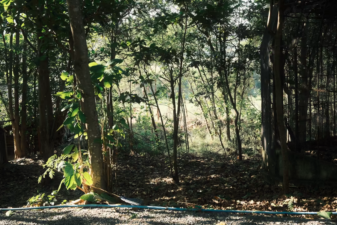 Shaded woodland of thin trees with dry leaves on the ground and a fenced enclosure at the right