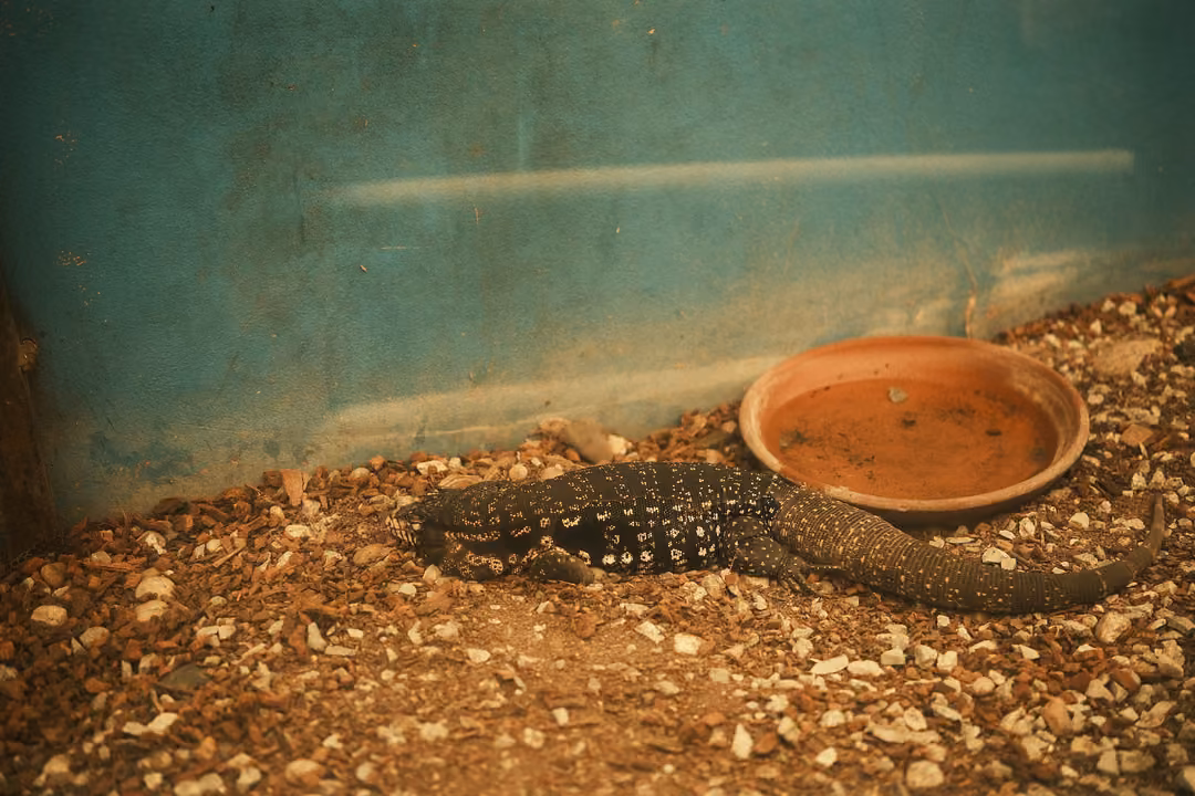 A dark spotted lizard lying on gravel beside a clay dish against a teal wall