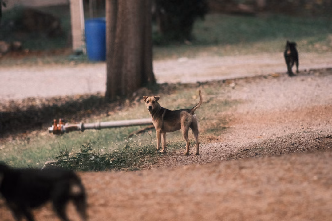 A tan dog stands on a gravel path near a tree trunk, a black dog walks behind, another dark dog blurred in front