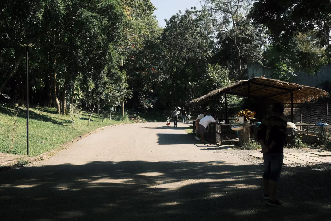 Shaded road through a park lined with tall trees, a thatched shelter and distant walkers