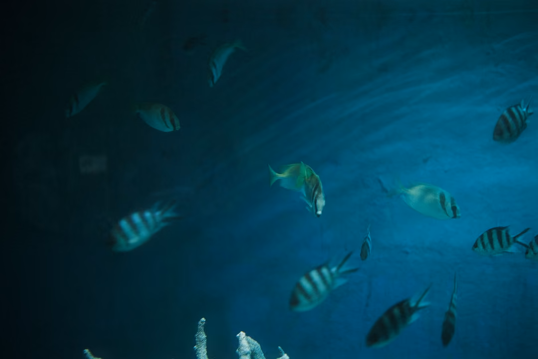School of fish with dark vertical stripes swimming in teal water above pale coral