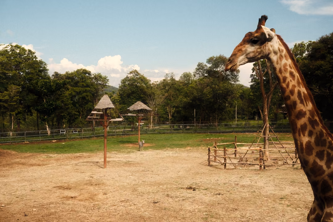 Giraffe at the edge of the frame beside a dusty yard with raised feeders, wooden fences and trees