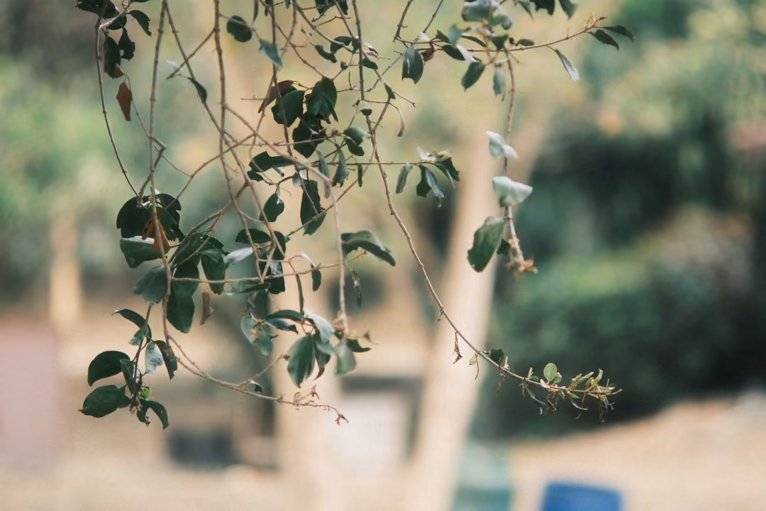 Close-up of thin branches with green and brown leaves against a soft blurred background