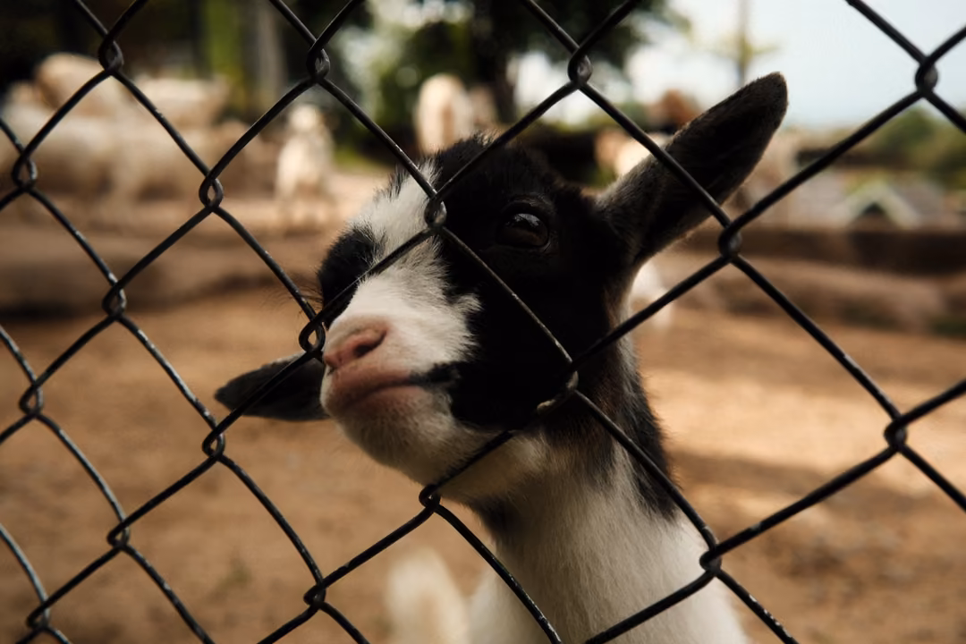 Black and white goat pushing its face up to a chain-link fence, other goats blurred behind