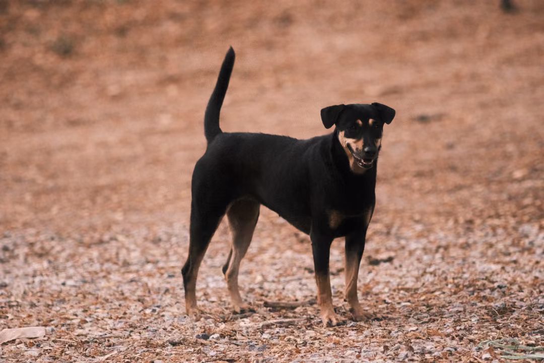 A black and tan dog stands on dry leaf-covered ground, tail up, looking toward the viewer