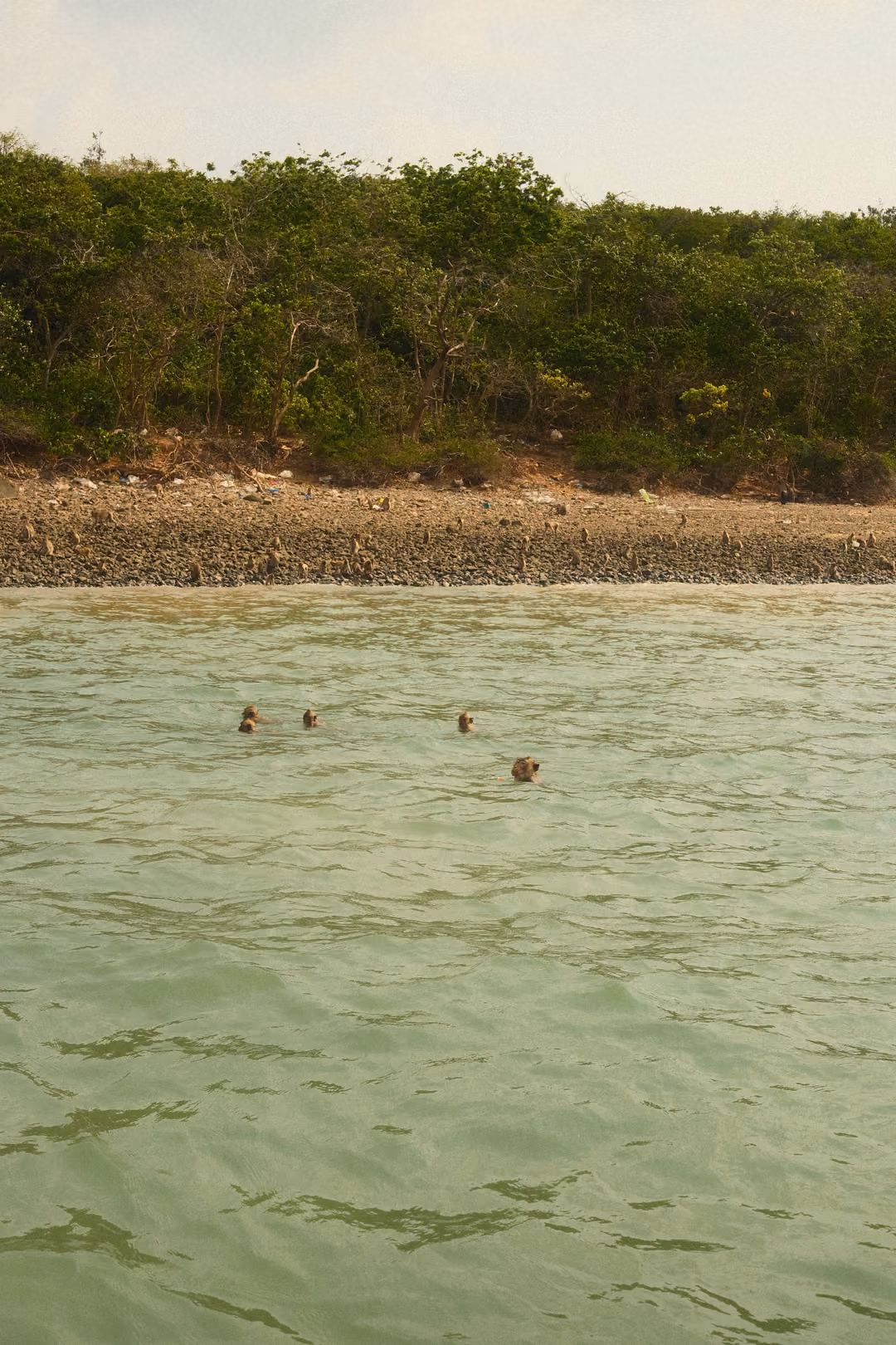 Several swimmers' heads bob in green water near a rocky shore with dense trees above.