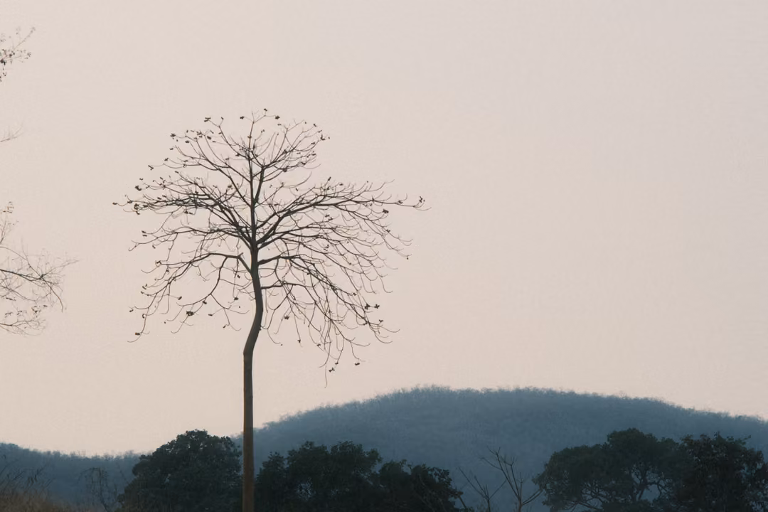 Bare tree silhouetted against a pale sky, a blue hill and dark tree line behind