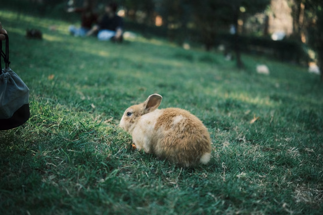 Fluffy ginger rabbit on a sloping lawn, the edge of a bag at left and people sitting in the distance
