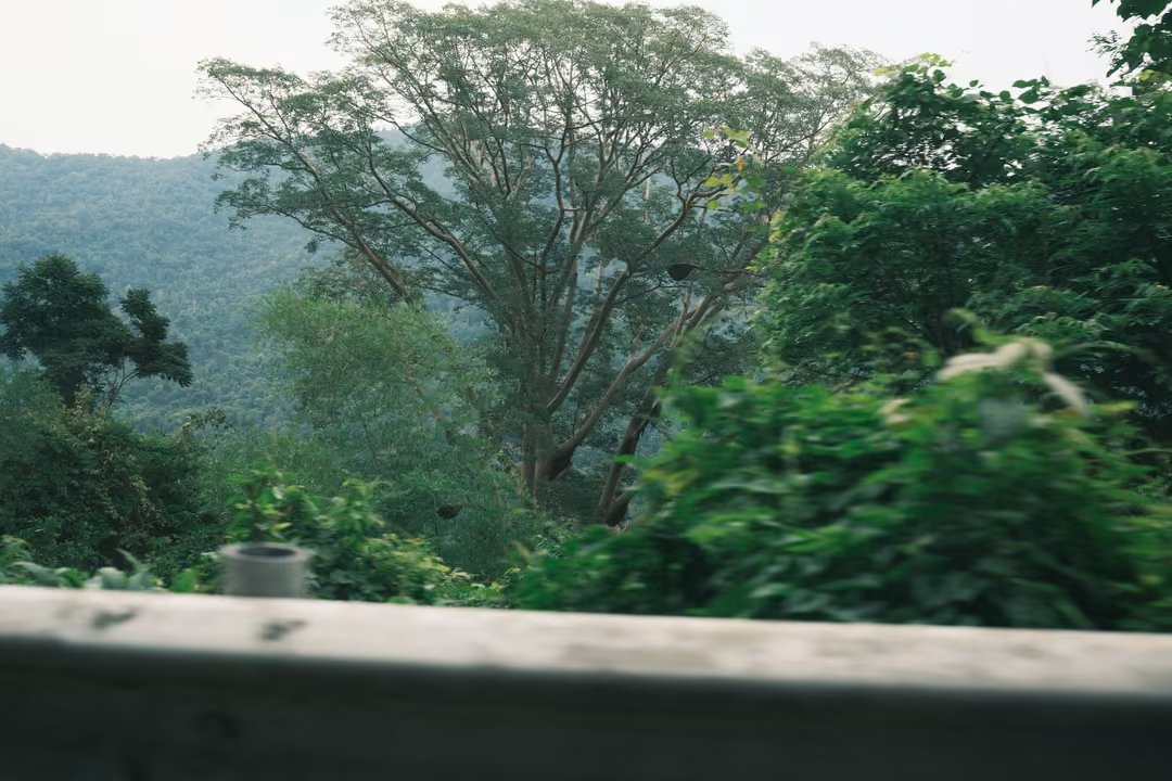 Blurred roadside greenery and tall trees seen from a moving car, forested hills in the distance