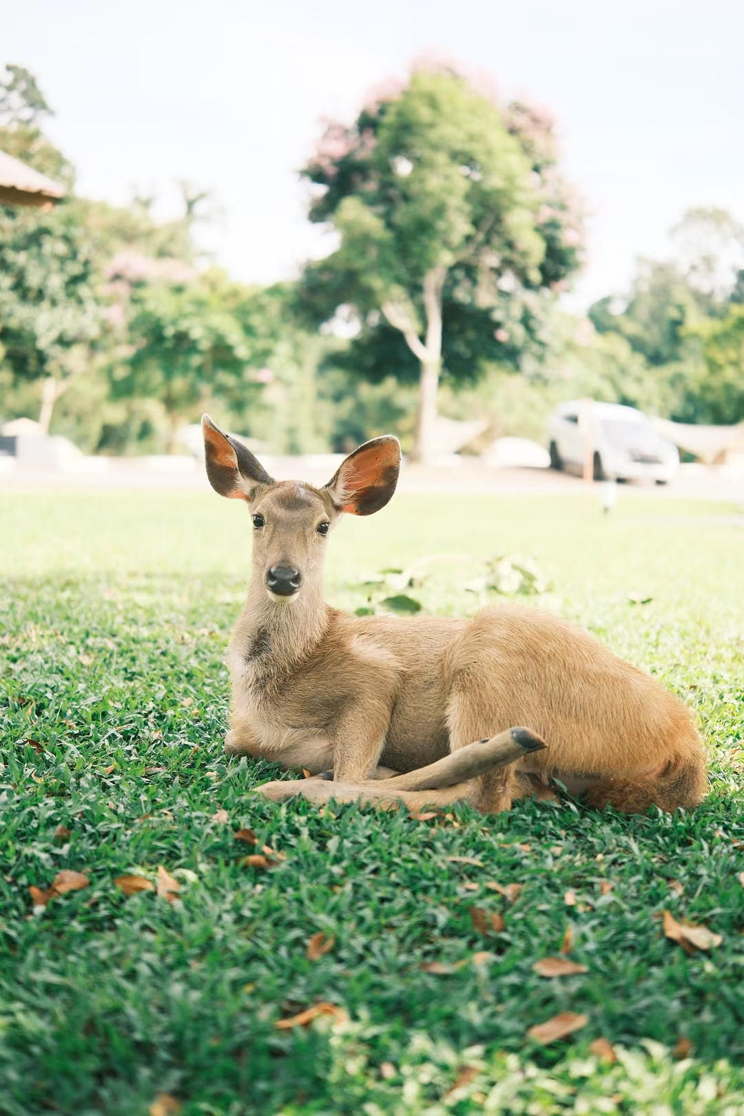 Vertical view of the same young deer resting on grass, a flowering tree and parked cars behind.