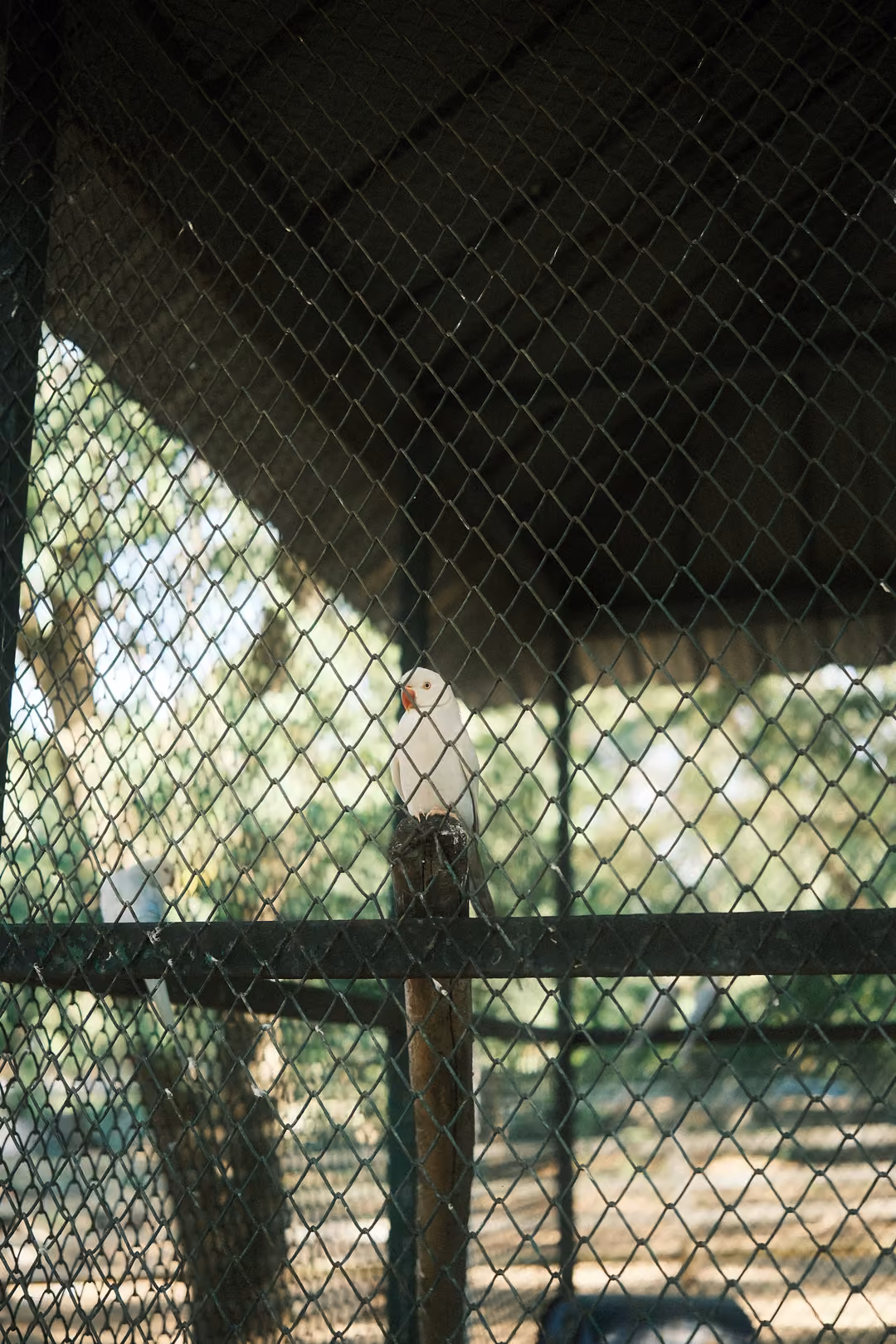 White cockatoo perched on a wooden post inside a chain-link enclosure under a thatched roof