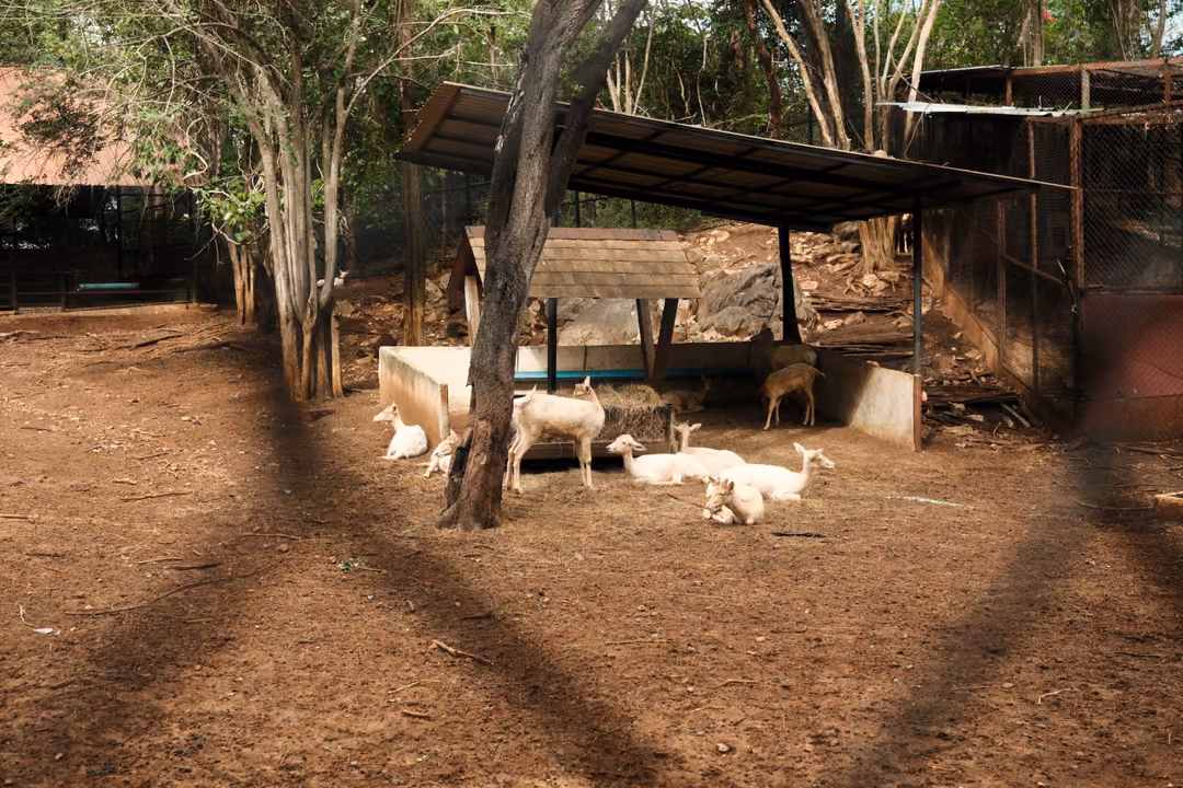 Group of white deer resting in the shade of a metal shelter, with fence shadows crossing the dirt