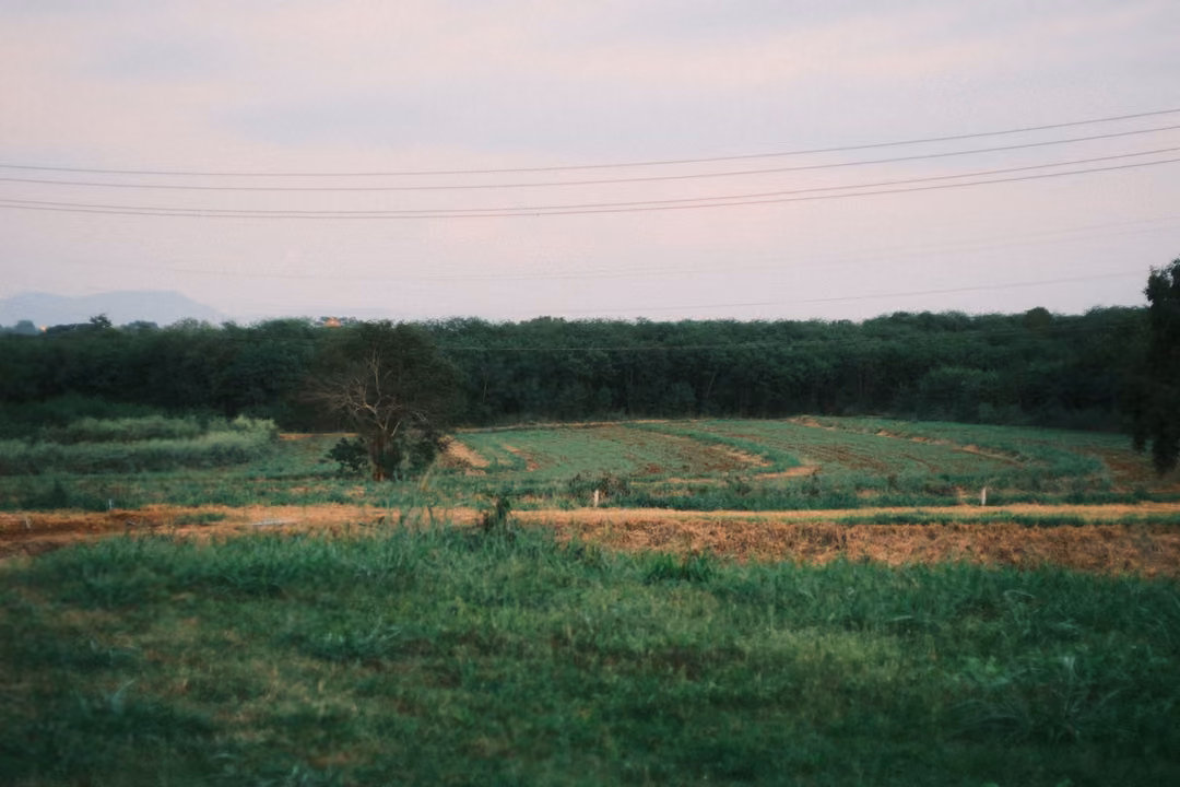 Green fields and a distant tree line under a pale pink evening sky with power lines