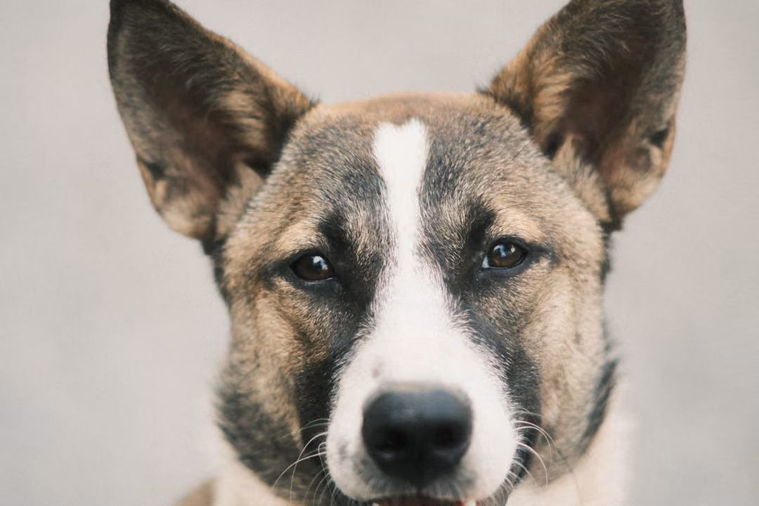Close-up of a brown and white dog with large upright ears and a white blaze, looking straight ahead