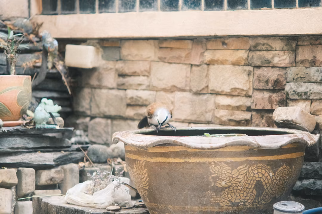 Single bird bending to drink from a large glazed pot beside a stone wall, small statue and flowerpot behind