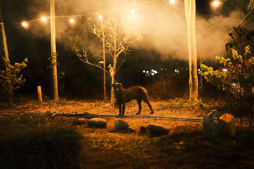 Brown dog standing on a dirt yard under string lights and drifting smoke, thin trees and distant lights behind