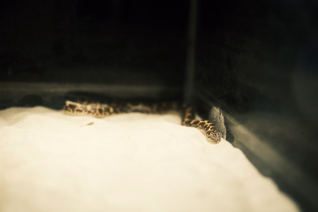 A spotted snake coiled along the back corner of a sandy enclosure