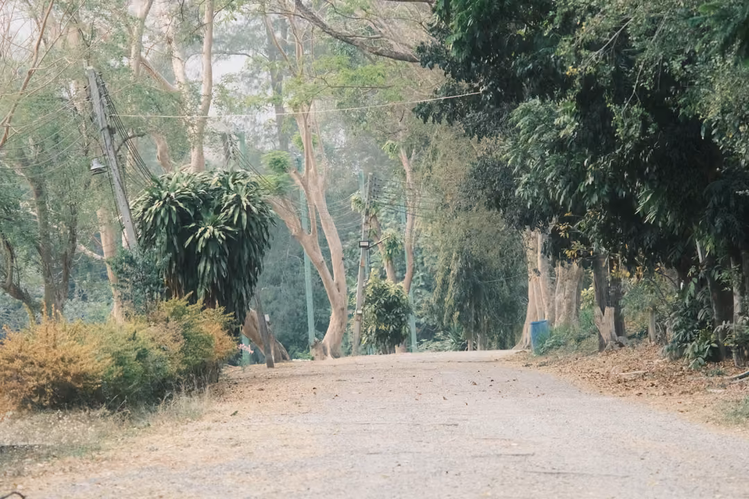 Dirt road lined with dry shrubs, a spiky palm-like plant and tall pale trees under hazy light
