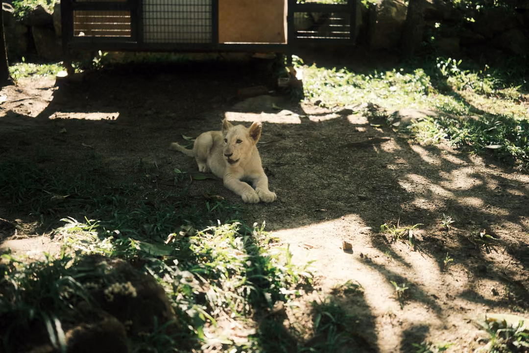 Young pale lion lying on dirt, head turned to the side, sun and leaf shadows on the ground