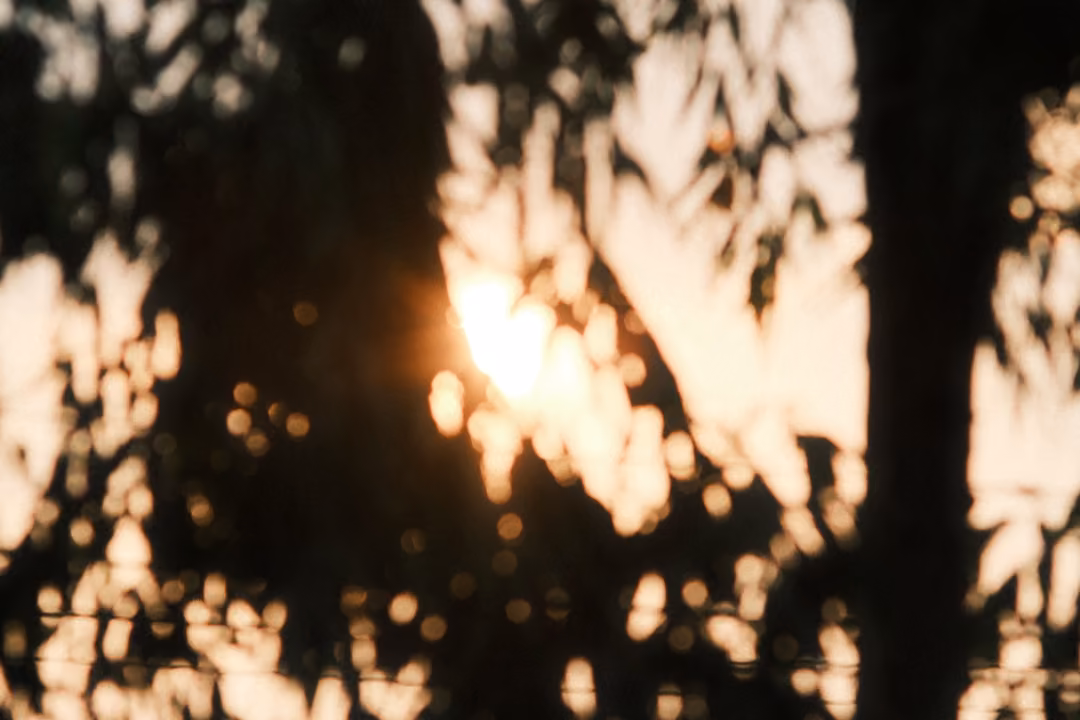 Orange sun glowing through dark leaves and branches, with soft round spots of light