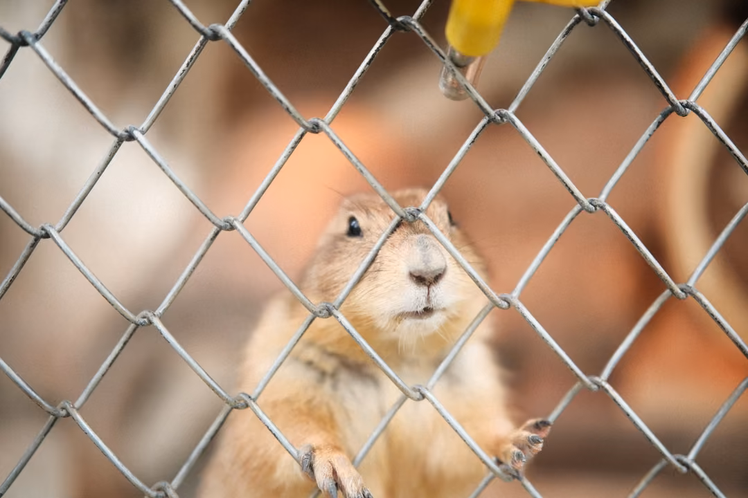 Close view of a prairie dog's face pressed near a chain-link fence, paws on the wire, a yellow feeder above