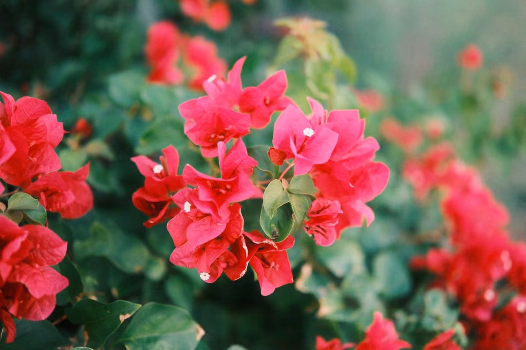 Close-up of bright magenta bougainvillea flowers among green leaves, blurred blooms behind