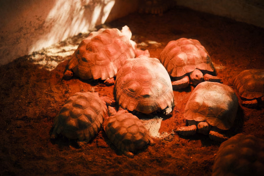 Group of tortoises clustered on red soil in warm red light in the corner of a concrete enclosure
