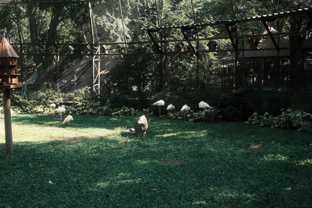 Pale long-legged birds in the shade on a lawn inside an aviary, birdhouse post on left