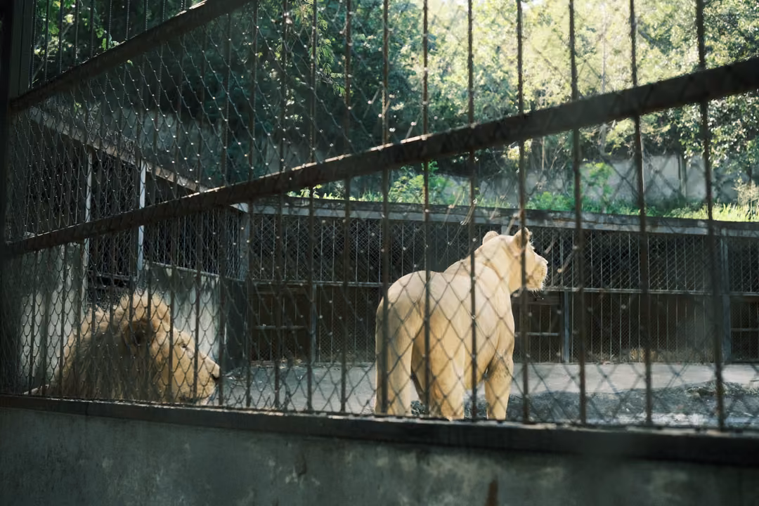Pale lioness standing in a fenced enclosure, a maned lion lying in the shade, green trees behind