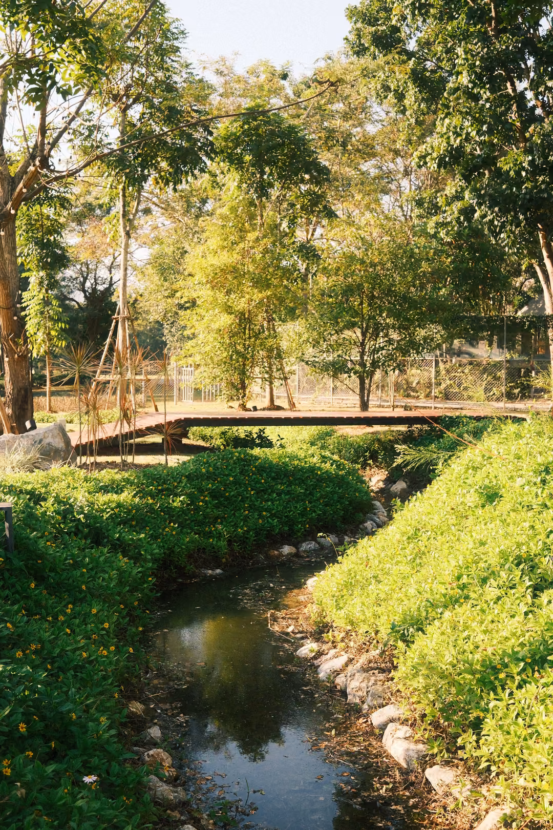 Stream winding between lush green banks toward a wooden footbridge, trees lit by low sun