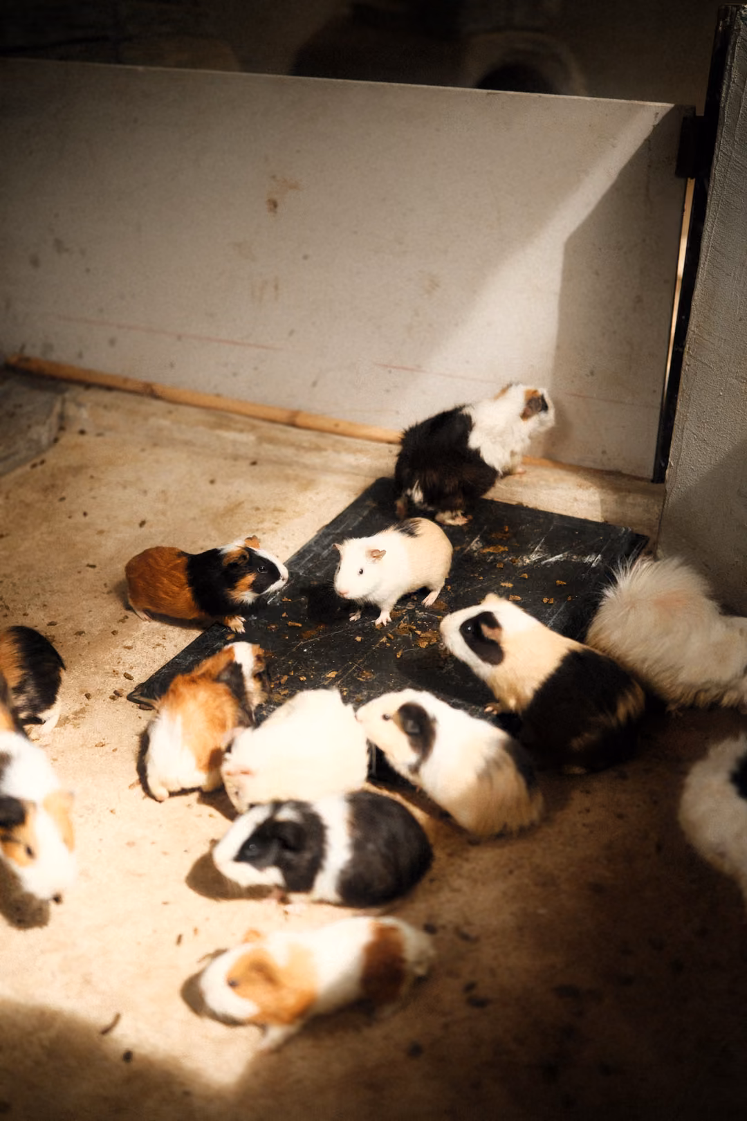 Many guinea pigs gathered on and around a black feeding mat in a sunlit corner of a white-walled pen