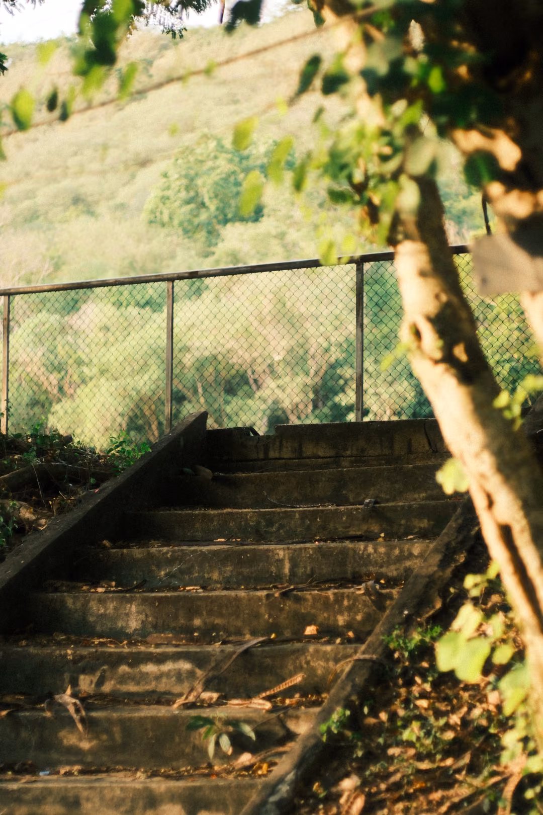 Old concrete stairs climbing a slope toward a chain-link fence, a tree trunk at right and a green hill beyond.