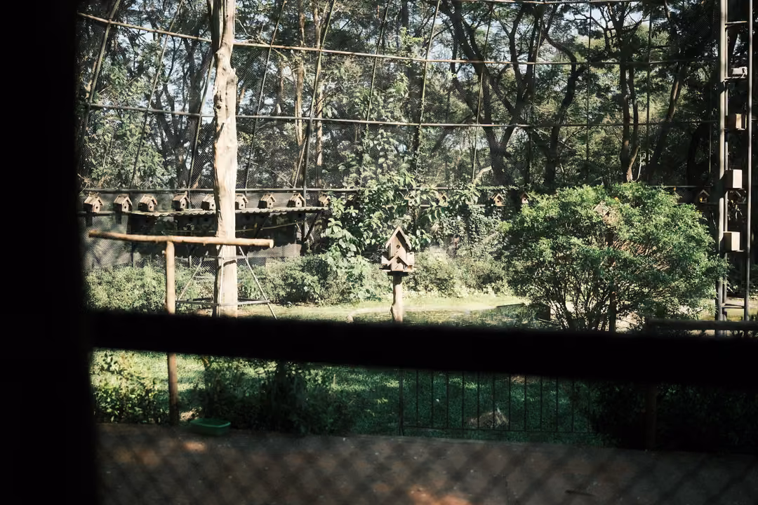 Large walk-in aviary with trees, a lawn, birdhouses on poles and a mesh roof, seen past a dark post