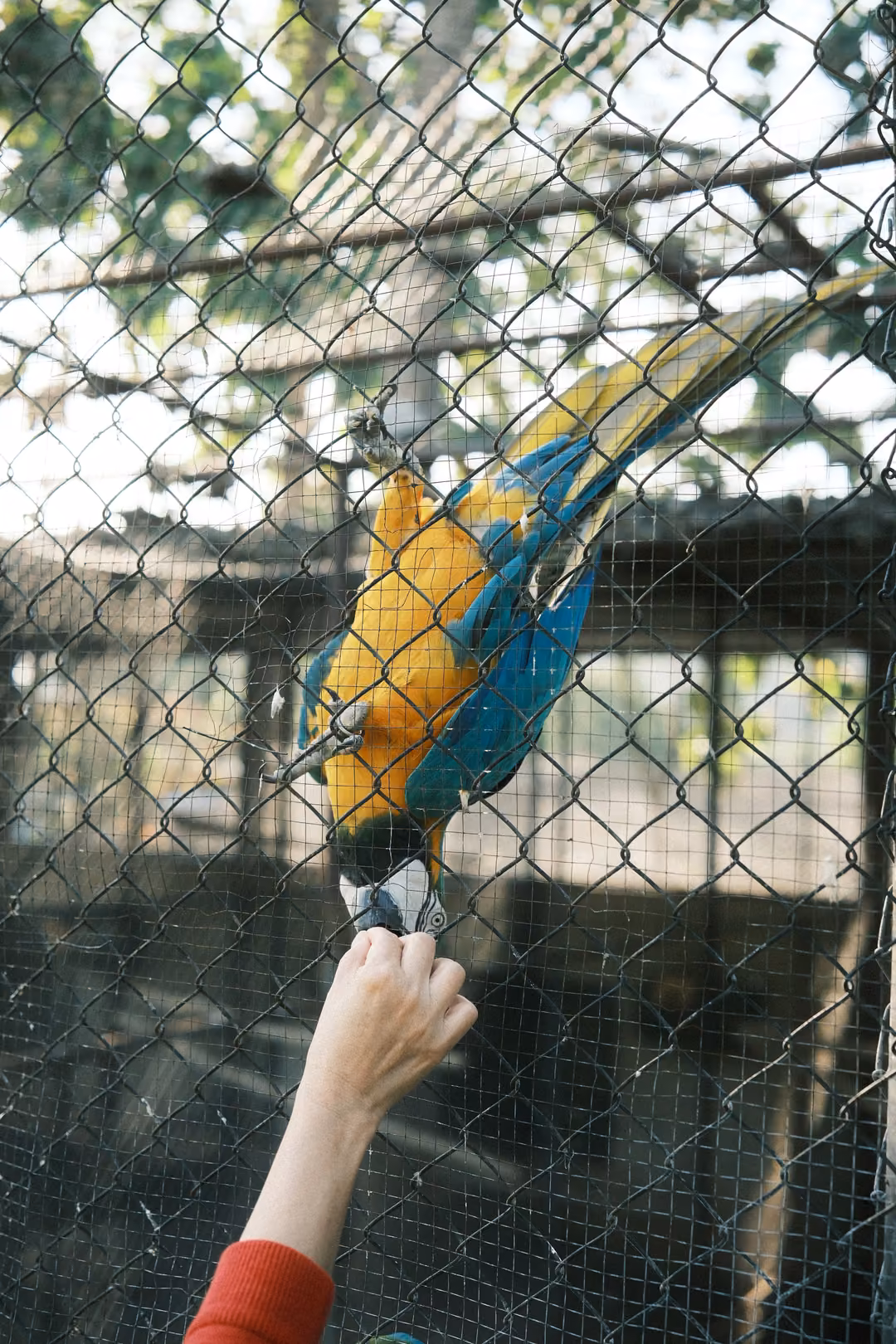 Hand in a red sleeve offering food to a blue and yellow macaw clinging to chain-link mesh